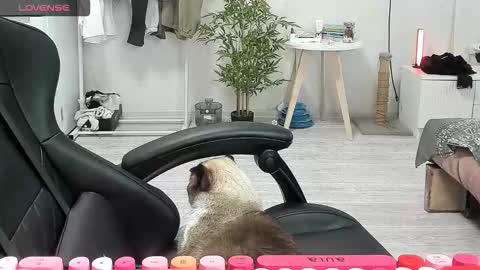 Alis online show from 12-15-25, 08:40