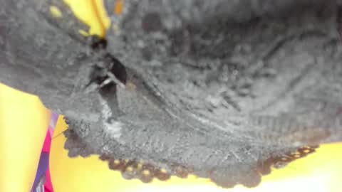 Snapshot of _pamela_ebony chatting on 10-23-25, 08:18 pamela online show from 10-23-25, 08:18