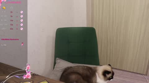 Alis online show from 03-06-25, 05:54