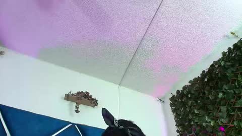 Alexa online show from 03-27-26, 02:28