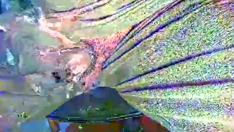 Snapshot of alexhot4her chatting on 10-27-25, 11:20 Alex online show from 10-27-25, 11:20