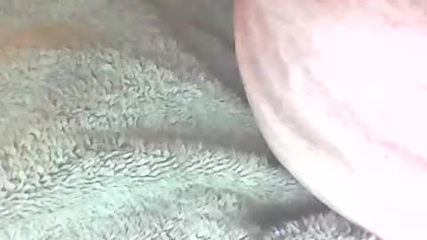 Snapshot of analhunter33 chatting on 02-06-25, 12:22 analhunter33 online show from 02-06-25, 12:22