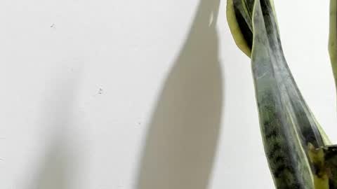 Ana Pakerman online show from 02-16-25, 02:20