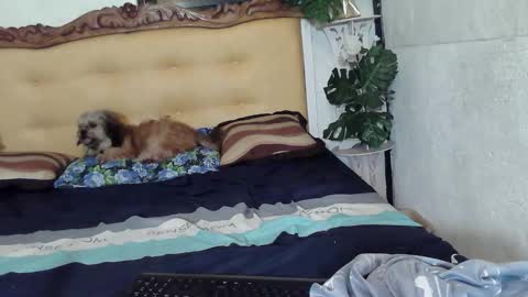 asianladyboy888 online show from 02-23-26, 05:10