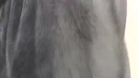 Snapshot of assiology11 chatting on 02-17-25, 04:15 Assiology online show from 02-17-25, 04:15