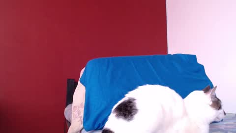 Snapshot of bayonette_black chatting on 01-10-25, 11:43 bayonette_black online show from 01-10-25, 11:43