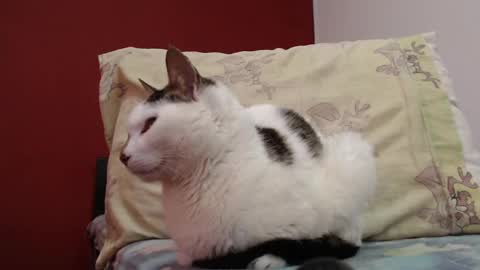 Snapshot of bayonette_black chatting on 02-03-25, 11:20 bayonette_black online show from 02-03-25, 11:20