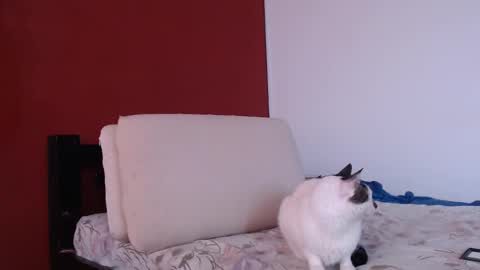 Snapshot of bayonette_black chatting on 09-20-25, 12:06 bayonette_black online show from 09-20-25, 12:06