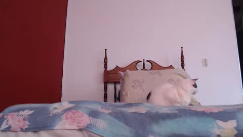 Snapshot of bayonette_black chatting on 10-04-25, 12:03 bayonette_black online show from 10-04-25, 12:03