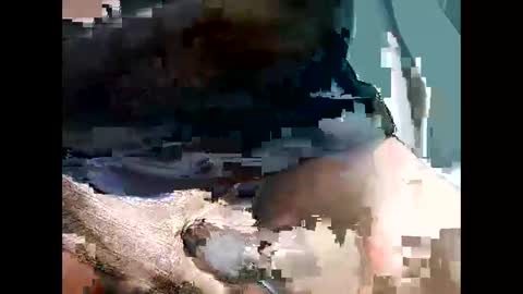 bbcbrazilianboy online show from 09-28-25, 04:18