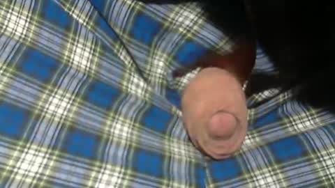  Reservoir Dogs online show from 11-02-25, 09:06