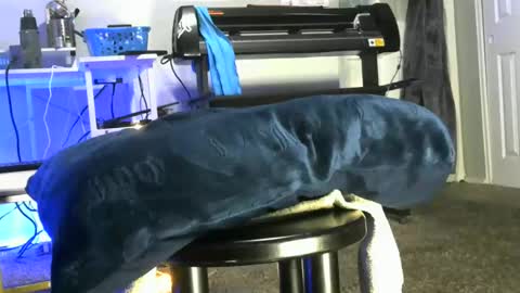 bigboybigbutt69 online show from 05-06-26, 10:31
