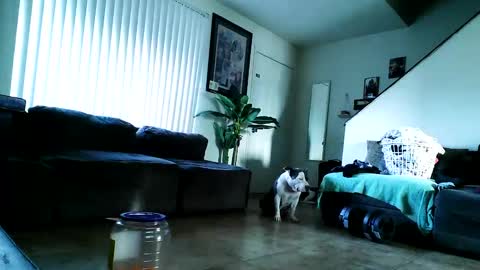 Snapshot of blackriches96 chatting on 02-17-25, 03:09 blackriches96 online show from 02-17-25, 03:09