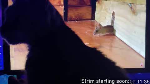 Booker Baxton online show from 02-03-26, 03:59