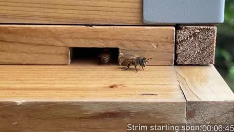 Booker Baxton online show from 03-13-26, 03:02