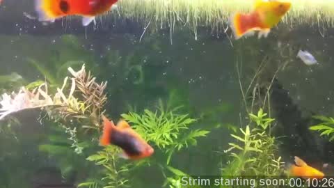 Booker Baxton online show from 04-07-26, 02:56