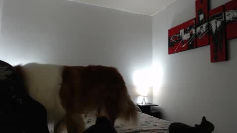 Snapshot of camila_bigcock_ts chatting on 03-08-25, 11:16 camila online show from 03-08-25, 11:16