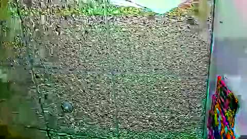 Snapshot of candy_cumy1 chatting on 01-12-26, 06:07 Dayan Camila online show from 01-12-26, 06:07