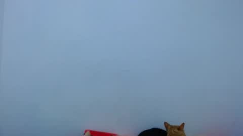 carolina_zabala_19 online show from 05-14-26, 09:43