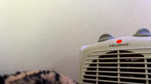 Snapshot of casidy1 chatting on 02-28-25, 07:14 casidy1 online show from 02-28-25, 07:14