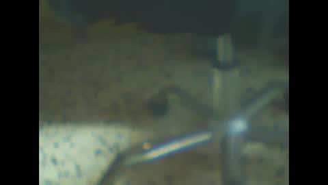 Snapshot of castells chatting on 02-10-26, 04:44 castells online show from 02-10-26, 04:44