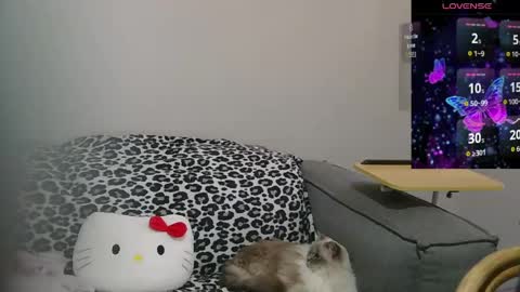 Sir  Kitten  online show from 05-10-26, 02:17