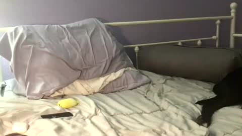 Snapshot of cdub2533 chatting on 06-22-26, 04:09 Coach Daddy online show from 06-22-26, 04:09