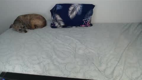 Viviana 3 online show from 12-10-24, 10:47