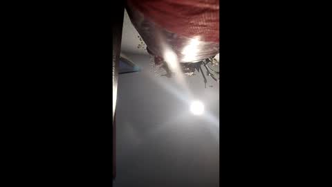 chocolateog 69 online show from 12-23-24, 03:33