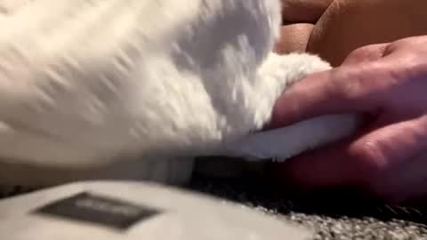 Aprilia online show from 01-25-25, 08:42