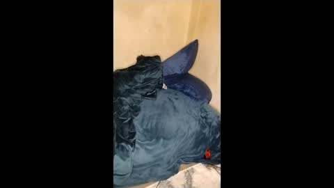 Lucifina ganja kittens online show from 01-11-26, 05:12