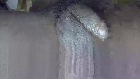 GIANT  Lamar  72 ft  tall  with a  10 inches  BBC   hard quick cumshot in private show lets go online show from 06-03-26, 03:17