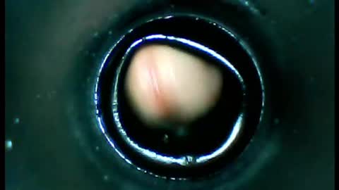 damdam44 online show from 01-13-25, 04:51