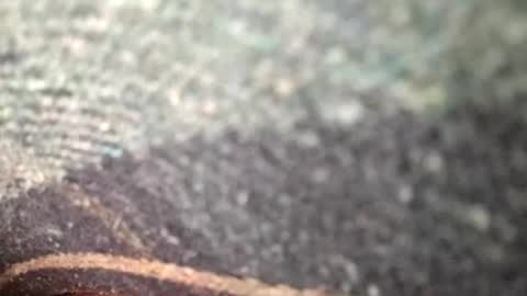 Snapshot of dino_7711 chatting on 11-12-25, 01:39 dyno online show from 11-12-25, 01:39