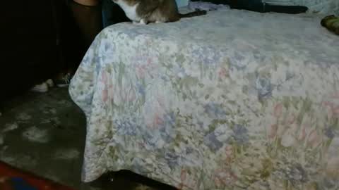 dreamreal online show from 10-30-25, 10:06