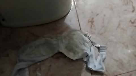 dthedog12 online show from 09-24-25, 12:52