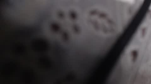 shaina online show from 07-07-26, 11:42