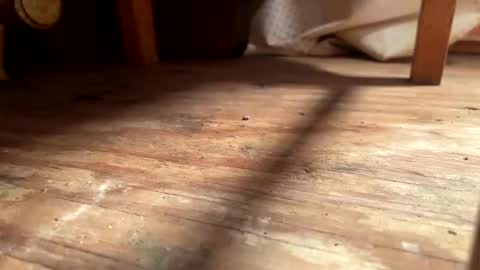 ehproject online show from 11-01-25, 08:27