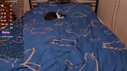 Eva online show from 02-27-26, 03:12