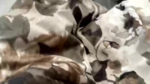 falahafterdark online show from 04-21-26, 06:09