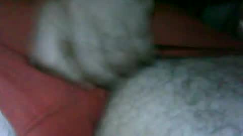 Snapshot of fer_2197 chatting on 11-13-25, 02:49 fer_2197 online show from 11-13-25, 02:49