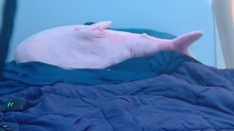 Snapshot of feralasf chatting on 02-27-25, 09:25 FE fee online show from 02-27-25, 09:25