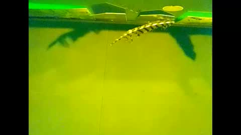 Warwick online show from 10-22-25, 10:04