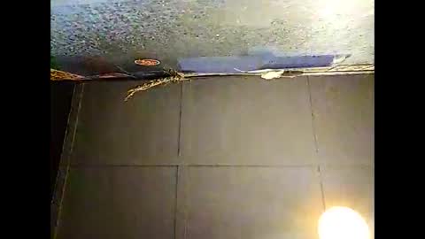 Warwick online show from 11-30-25, 10:30