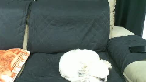 gaby  layla online show from 01-21-25, 09:36