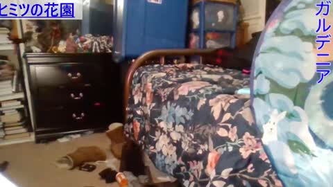 Gardenia online show from 12-29-24, 06:56