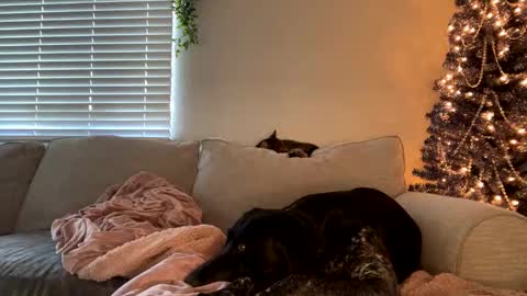 GoddessMayvn online show from 12-12-24, 11:47