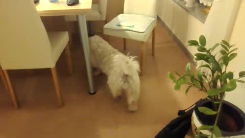 harald1234 online show from 12-01-25, 07:30