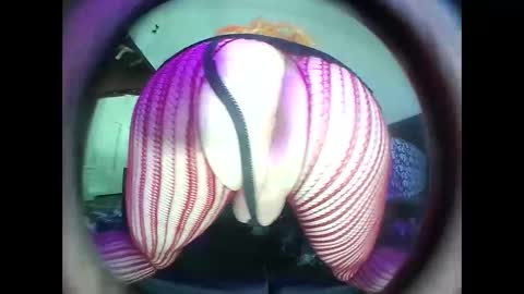 Snapshot of hardkoregigi chatting on 09-19-25, 08:31 hardkoregigi online show from 09-19-25, 08:31