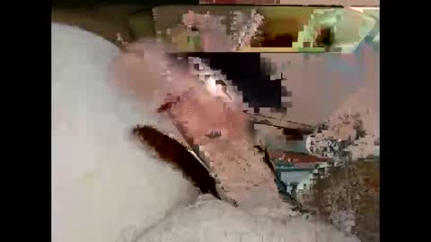 Snapshot of hung_mac0 chatting on 03-19-26, 07:18 hung_mac0 online show from 03-19-26, 07:18